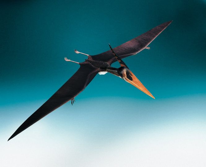 Huvudbild FLUGSAURIER PTERANODON INGENS. SKALA 1/7